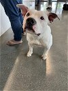 adoptable Dog in  named PEARL