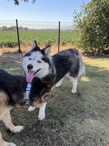 adoptable Dog in San Martin, CA named ELLE