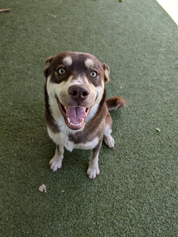 adoptable Dog in San Martin, CA named TAHOE