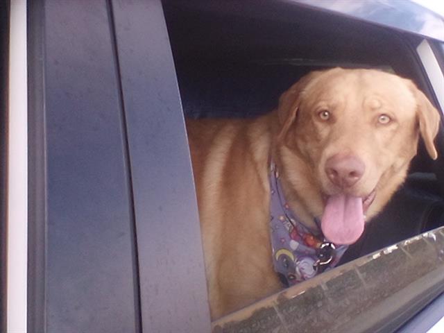 adoptable Dog in San Martin, CA named HANDSOME