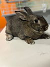 adoptable Rabbit in San Martin, CA named ROGER