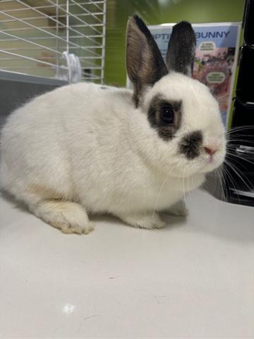 adoptable Rabbit in San Martin, CA named LOUIS