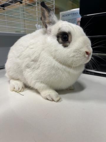 adoptable Rabbit in San Martin, CA named LESTAT