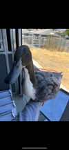 adoptable Duck in San Martin, CA named A120229