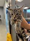 adoptable Cat in San Martin, CA named TWISTER