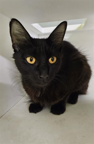 adoptable Cat in San Martin, CA named BELLATRIX