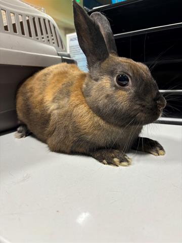 adoptable Rabbit in San Martin, CA named COCO