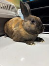 adoptable Rabbit in San Martin, CA named COCO