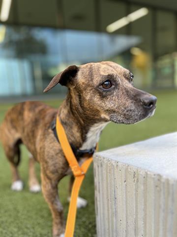 adoptable Dog in San Martin, CA named JACK