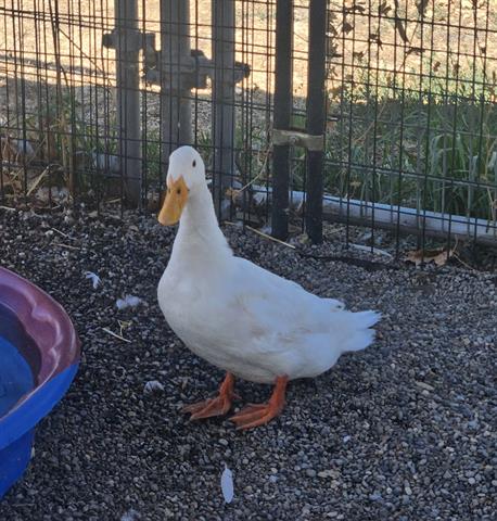 adoptable Duck in San Martin, CA named A120315