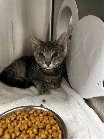 adoptable Cat in San Martin, CA named AIYUK