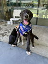 adoptable Dog in San Martin, CA named RUE