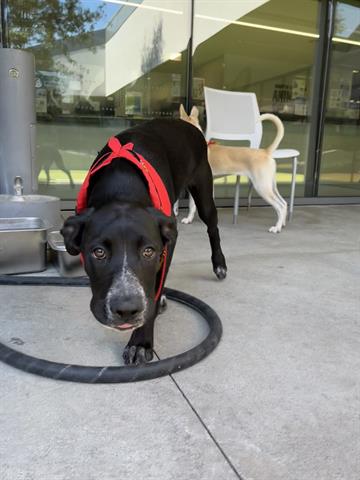 adoptable Dog in San Martin, CA named MADDY