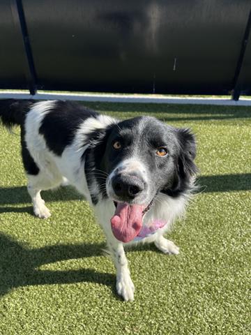 adoptable Dog in San Martin, CA named SNOOPY