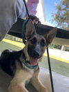 adoptable Dog in San Martin, CA named CARRIE