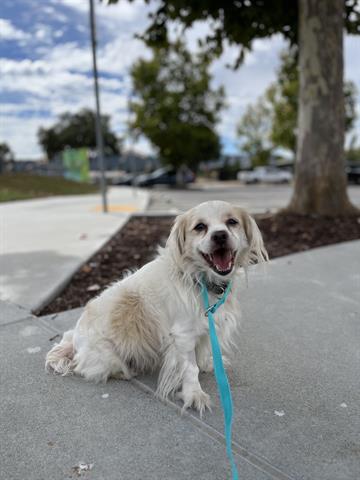 adoptable Dog in San Martin, CA named PEDRITO