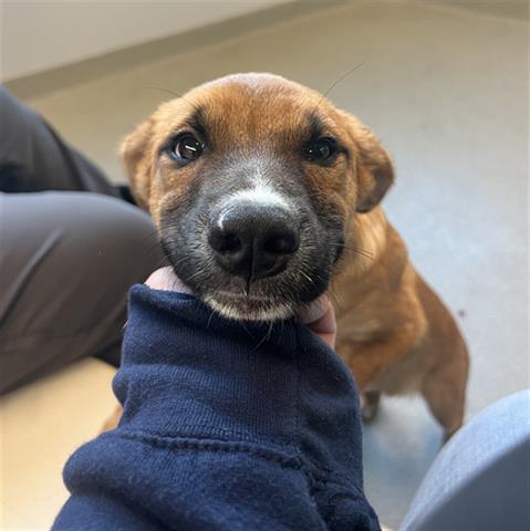 adoptable Dog in San Martin, CA named SYBL