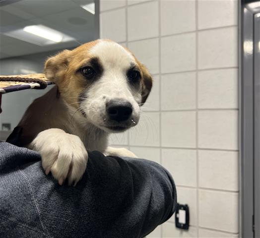 adoptable Dog in San Martin, CA named SANDY