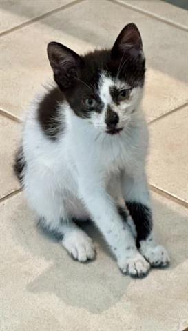 adoptable Cat in San Martin, CA named SPOT