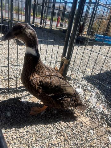 adoptable Duck in San Martin, CA named A120498