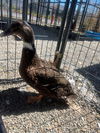 adoptable Duck in  named A120498