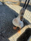 adoptable Duck in San Martin, CA named A120499