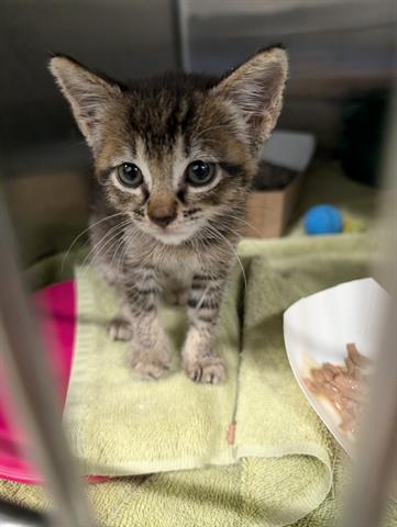 adoptable Cat in San Martin, CA named SCARLETT