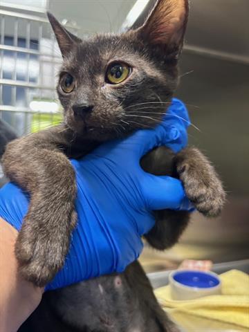 adoptable Cat in San Martin, CA named BABY