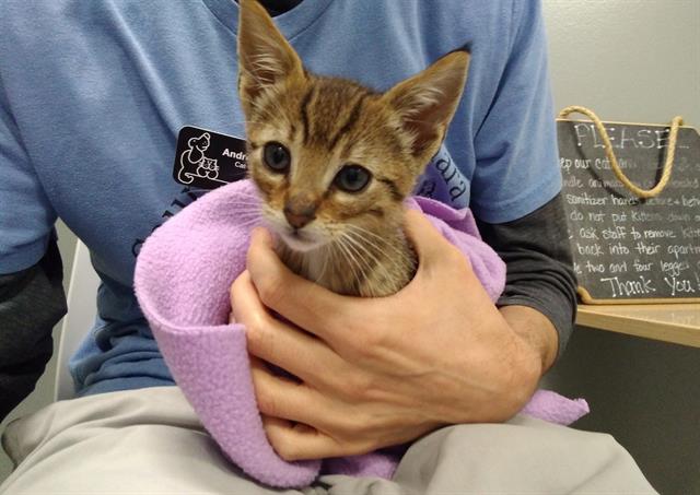 adoptable Cat in San Martin, CA named DEREK