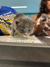 adoptable Cat in San Martin, CA named ASHER