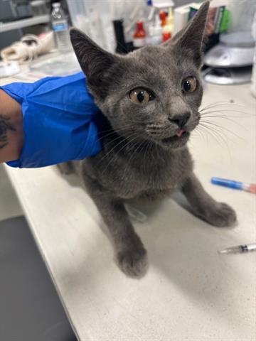 adoptable Cat in San Martin, CA named A120092