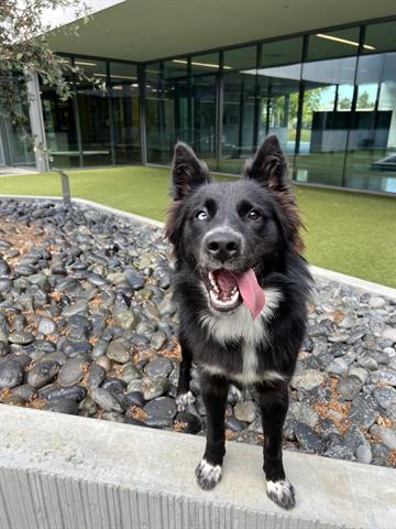 adoptable Dog in San Martin, CA named GOTCHA