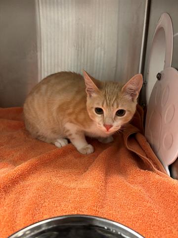 adoptable Cat in San Martin, CA named BUFFY