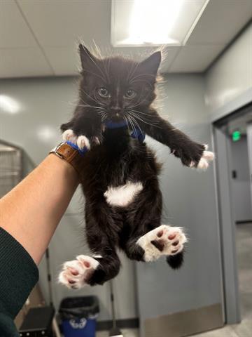 adoptable Cat in San Martin, CA named BOOGIE