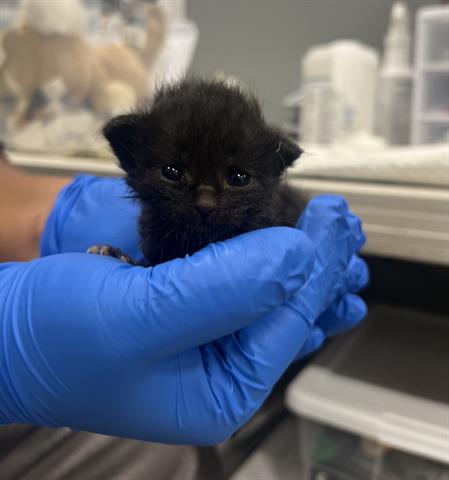 adoptable Cat in San Martin, CA named MEOW MEOW