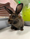 adoptable Rabbit in San Martin, CA named DOC