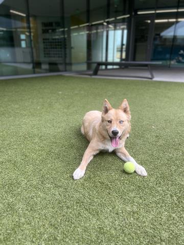 adoptable Dog in San Martin, CA named TROY