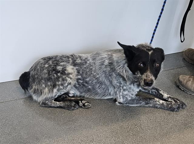 adoptable Dog in San Martin, CA named BANDIT