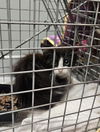 adoptable Cat in , CA named A120744