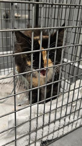 adoptable Cat in San Martin, CA named A120745