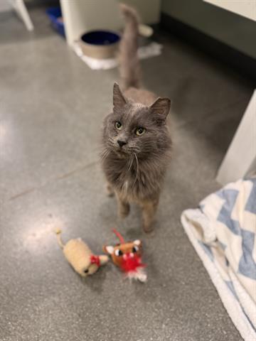 picture of the cat needing adoption