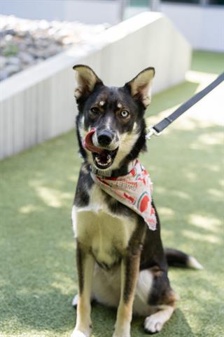 adoptable Dog in San Martin, CA named GEORGIA