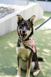 adoptable Dog in  named ZINNIA