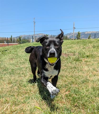 picture of the dog needing adoption