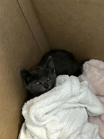 picture of the cat needing adoption