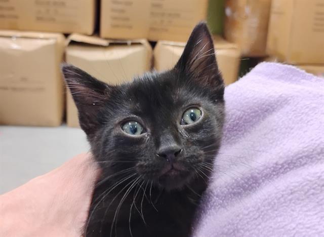 adoptable Cat in San Martin, CA named CRUSTY