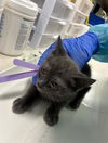 adoptable Cat in  named JAXON