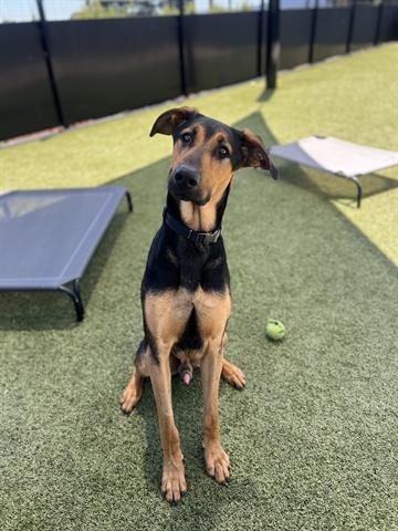 adoptable Dog in San Martin, CA named WINSTON
