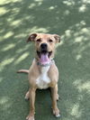 adoptable Dog in  named MAYA