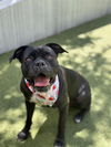 adoptable Dog in  named BRITT